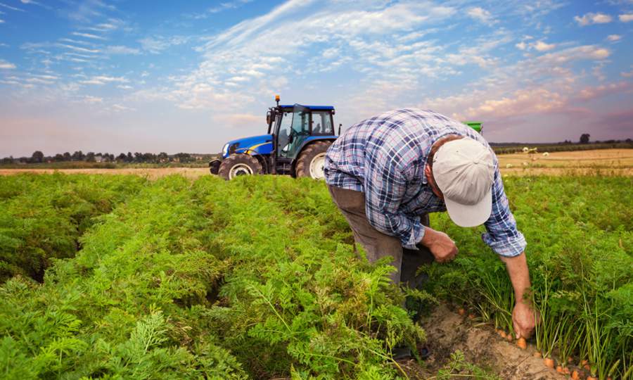 Carrot Plantation